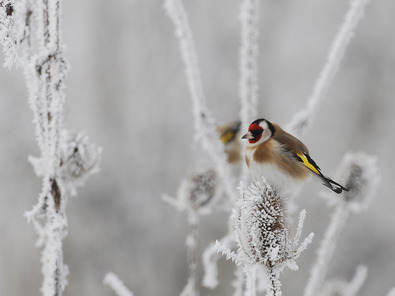 (c) Markus Jenny Distelfink