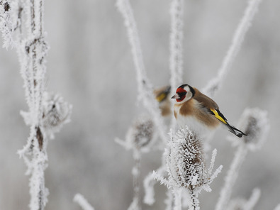 (c) Markus Jenny Chardonneret