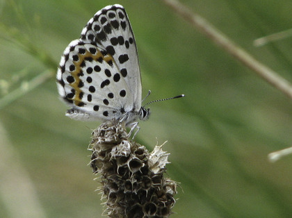 Azuré des orpins