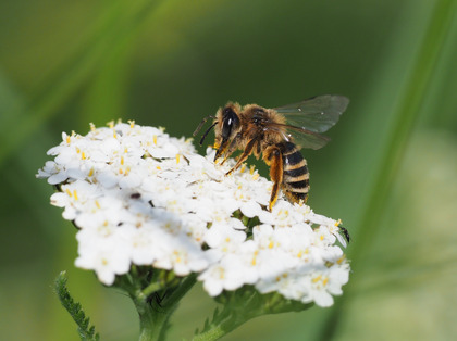 Sandbiene auf einer Blüte