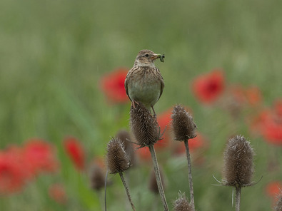 (c) Markus Jenny Alouette des champs
