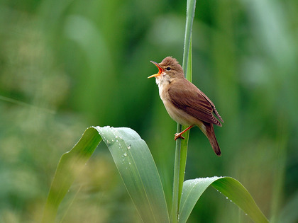 Rousserole verderolle