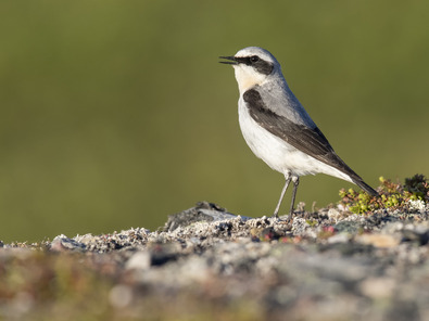 (c) Marcel Burkhardt Steinschmätzer