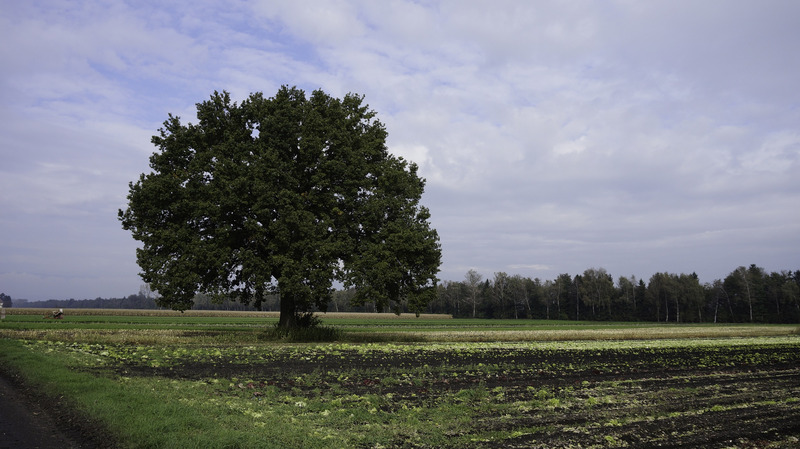 Arbre isolé sur prairie