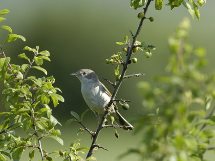 Fauvette grisette