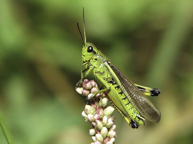 (c) Dominik Hagist Criquet ensanglanté