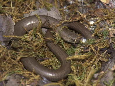 (c) Markus Jenny Orvet