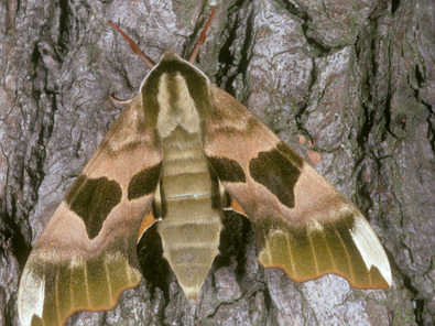 (c) Albert Krebs Sphinx du tilleul