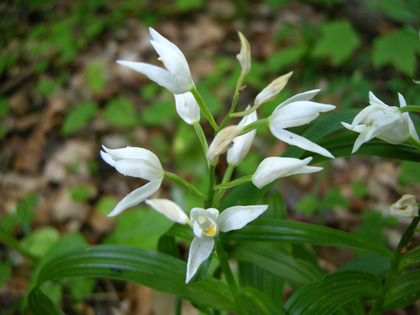 Fleur: Céphalanthère à feuilles étroites 