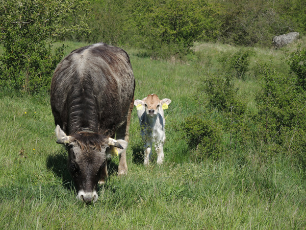 Rätische Grauviehkuh weidet mit ihrem Kalb umgeben von Sträucher