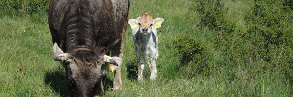 Grauvieh Kuh mit Kalb am weiden, umgeben von Sträucher.