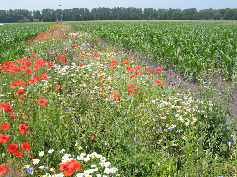 Jachères florales 