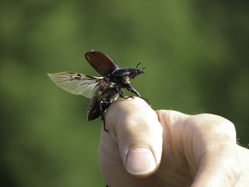 Cerf-volant sur pouce