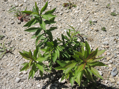 (c) Cornelia Kupferschmid Pousses de Solidage