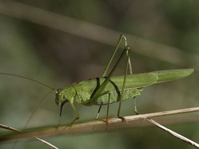 (c) Dominik Hagist Phanéroptère commun