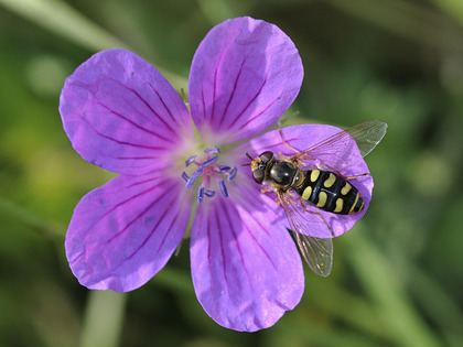 Blüte des Sumpfstorchschnabels