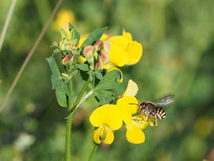 Wollbiene auf gelber Hornkleeblüte