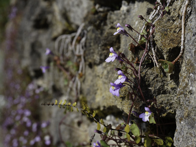 (c) Dominik Hagist Cymbalaire