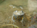 Gelbbauchunke im Wasser