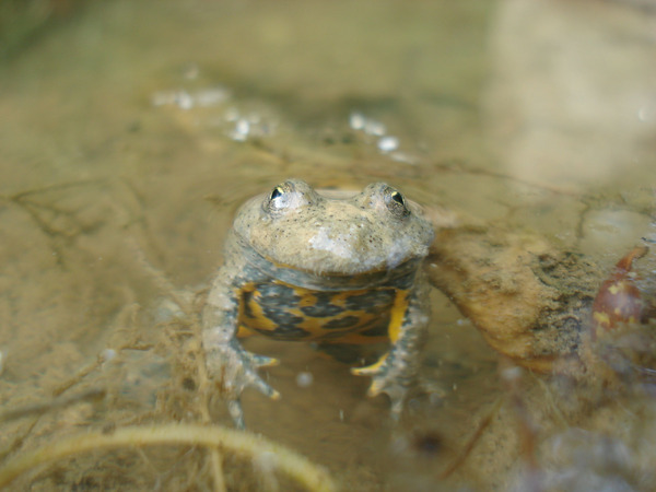 Gelbbauchunke im Wasser