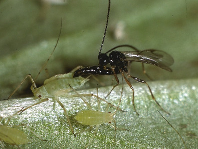 (c) Siegfried Keller Schlupfwespe