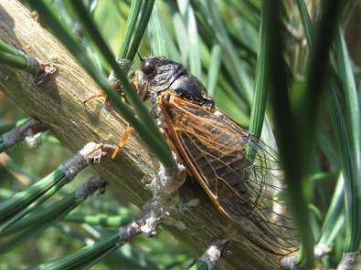 (c) W. Merishausen Bergzikade