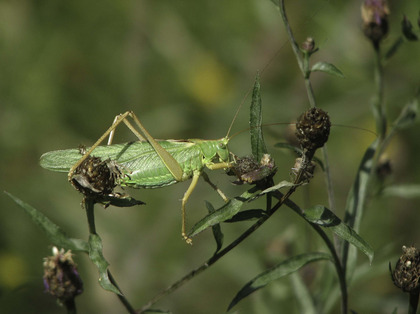 Grande sauterelle verte