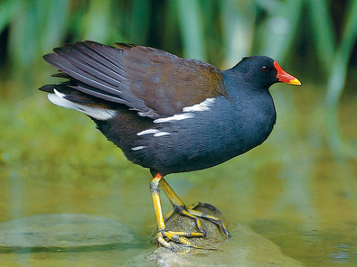 (c) Susanne Dannegger Poule d’eau