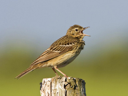 Pipit des arbres