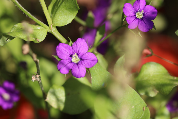 (c) Pascale Cornuz Venus-Frauenspiegel in Blüte (Violett)