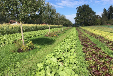 (c) Bernhard Hänni, Bio-Gemüsebau Hänni Noflen Rangées de salades aux couleurs différentes avec rangée d'arbres