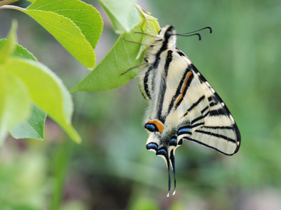 (c) Urs Lustenberger Flambé