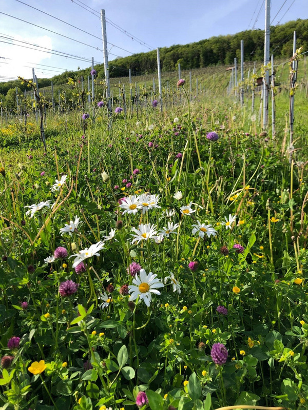 Nützlingsstreifen