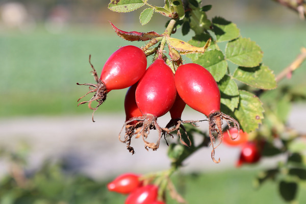 (c) ProSpecieRara Hagebutte