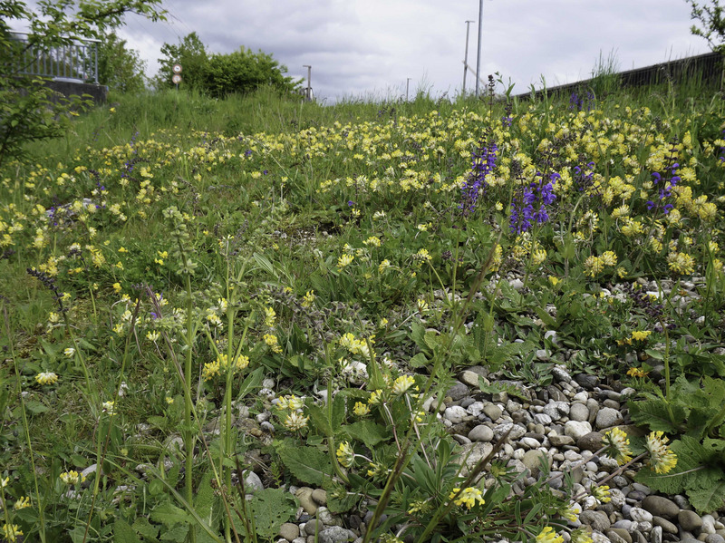 Surface rudérale riche en fleurs