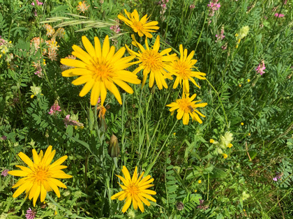 Goldgelbe Blüten des Wiesen-Bockbarts