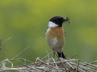 (c) Markus Jenny Schwarzkehlchen