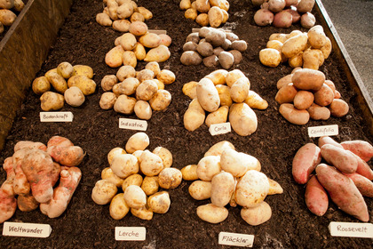 (c) ProSpecieRara verschieden farbige Kartoffelsorten sind ausgestellt