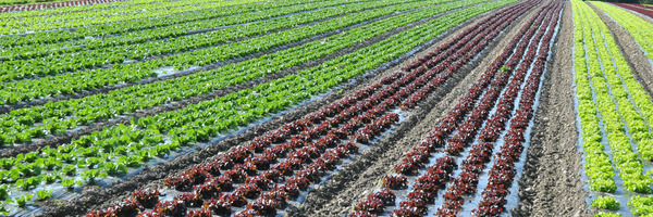 Rangs de salades de différentes couleurs