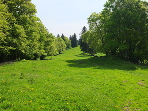 Waldweide
