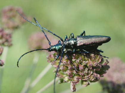 Moschusbock