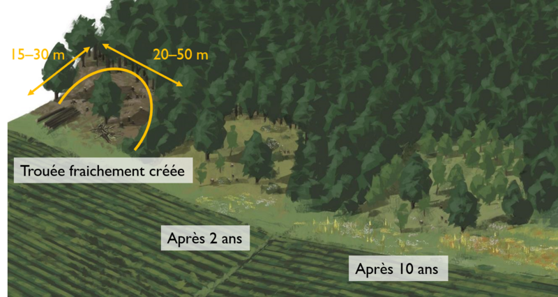Illustration, qui montre comment "créer des brèches" comme méthode de valorisation des lisières