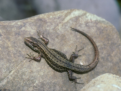 Lézard vivipare