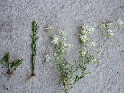 Rosette, jeune tige et fleurs de la Vergerette annuelle