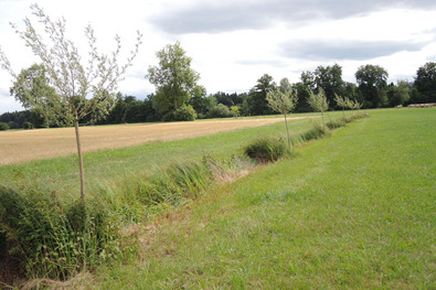 Reihe junger Kopfweiden an einem Entwässerungsgraben